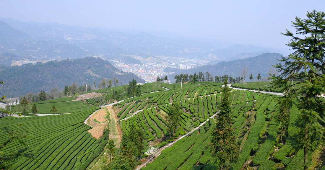 參觀青崗嶺茶園2